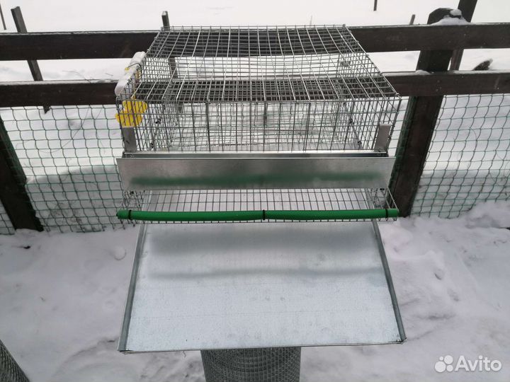 Клетка для перепелов с перепелами