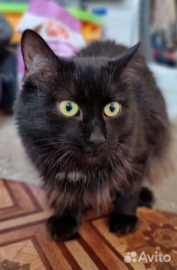 Черная пушистая кошка