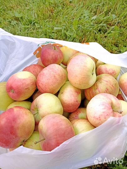 Яблоки и груши