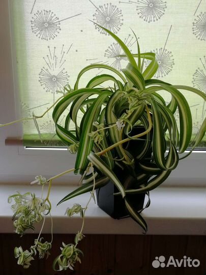 Хлорофитум кудрявый