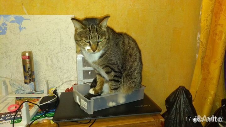 Стрижка кошек и собак. Салон красоты для животных