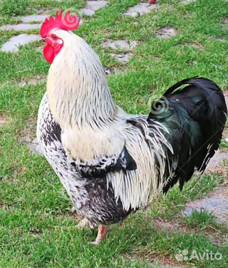 Продам петухов