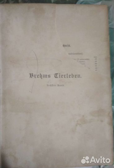 Брэм на немецком 1892г