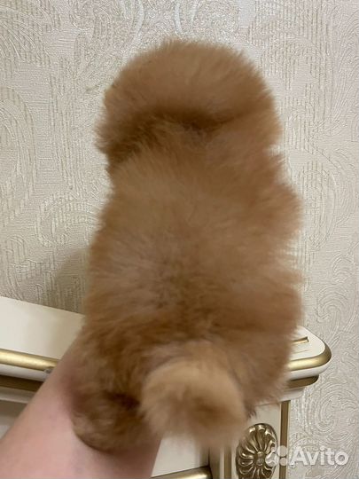 Померанский шпиц мини