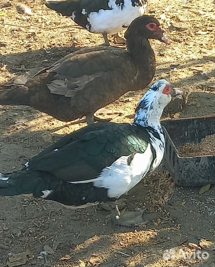 Утки тяжелая линия