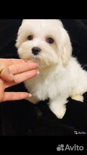 Болонка мальтезе