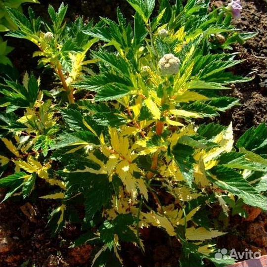 Пряные травы. Мяты, чабрецы, душица