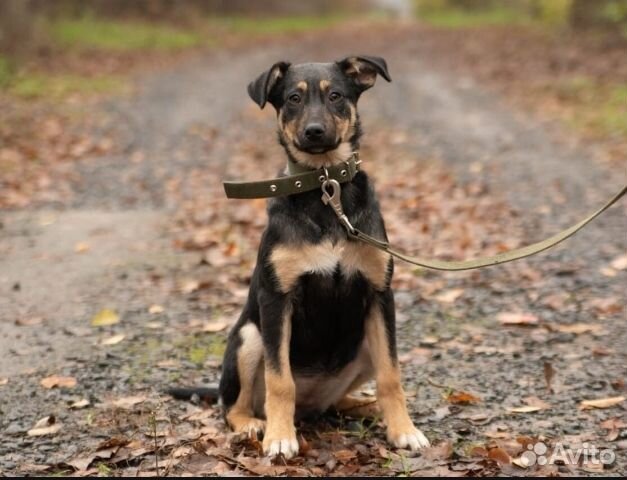 Маленькая собака в добрые руки