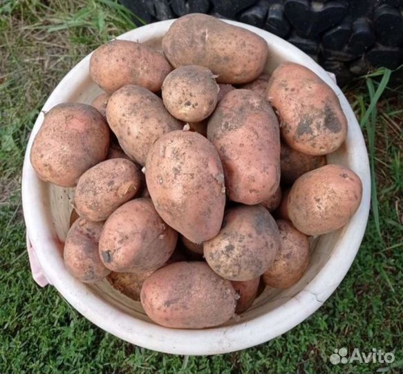 Молодой картофель