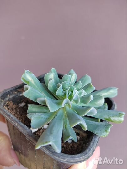 Эчеверия Топси-Турви