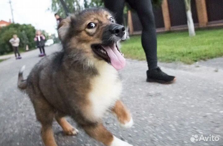 Метис