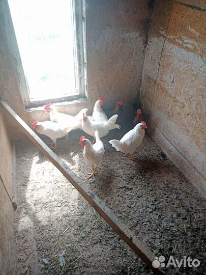 Продам петухов