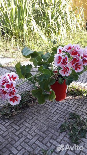 Пеларгония герань