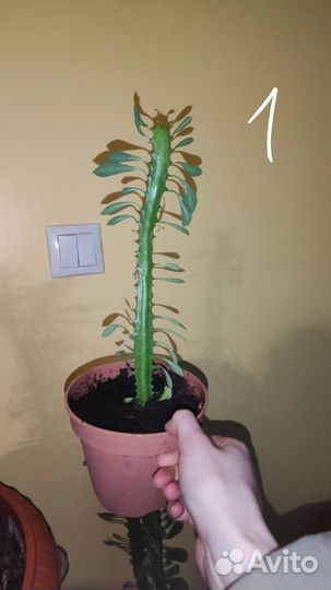 Молочай трехгранный