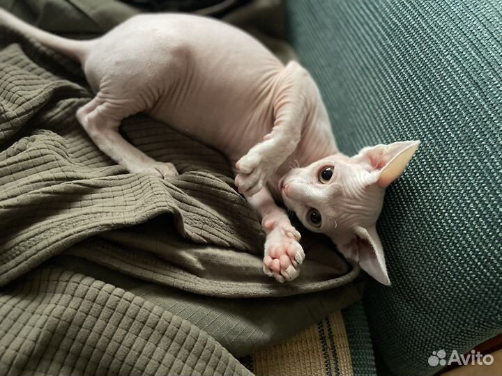 Канадский сфинкс девочка