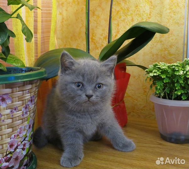 Продаются котята