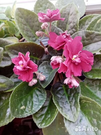 Фиалка в горшках 