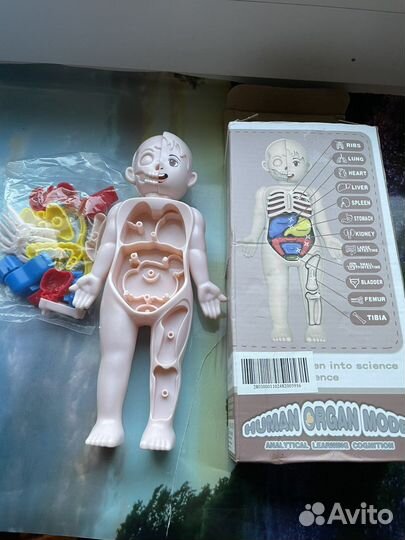 Игровой набор тело человека