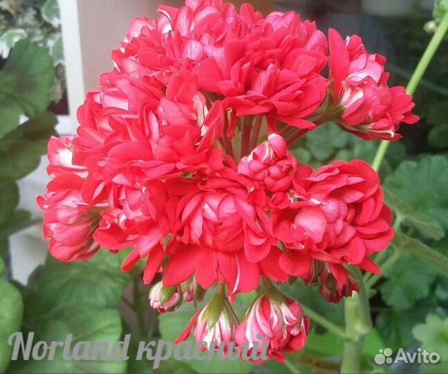 Срртовые пеларгонии (герань)