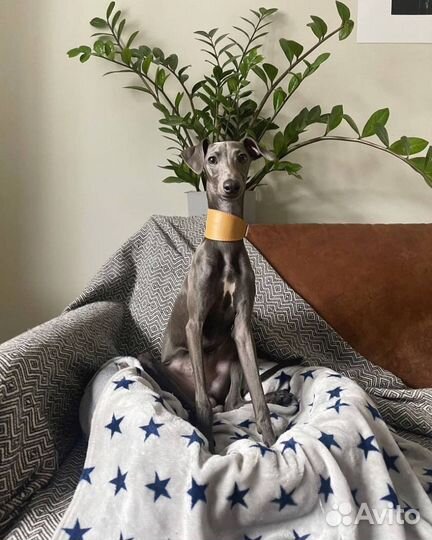 Ошейник для собак ручной работы