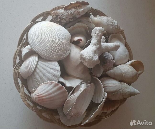 Набор ракушек для аквариума