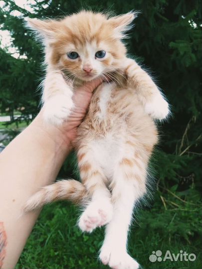 Кошка в дар