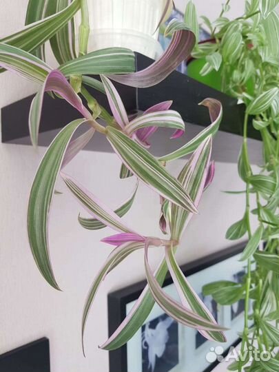 Традесканция зебрина Пинк Хилл Рио розовый