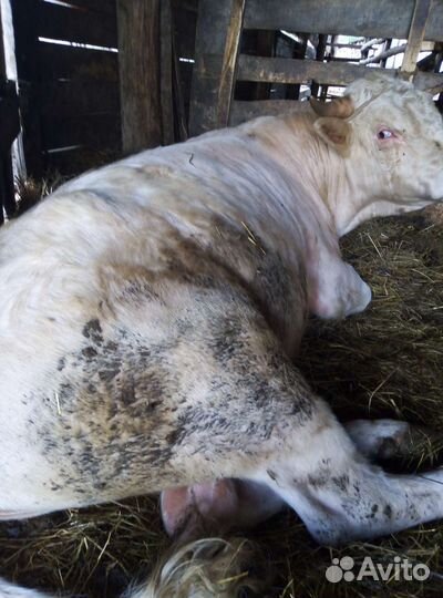 Корова и быки на мясо