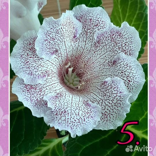 Семена глоксиний