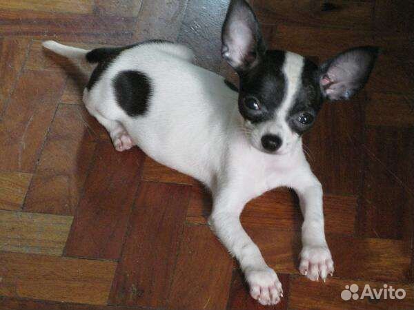 Щенки чихуахуа