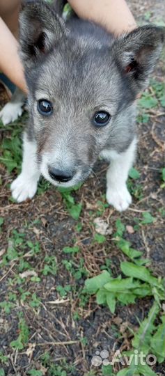 Щенок в добрые руки