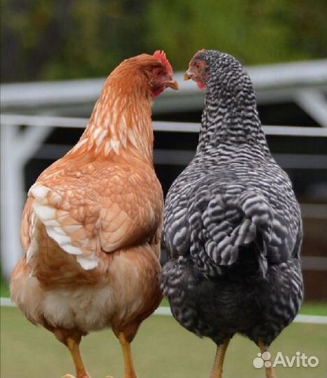 Куры Несушки, Ломан Браун, Хайсекс, Коралл