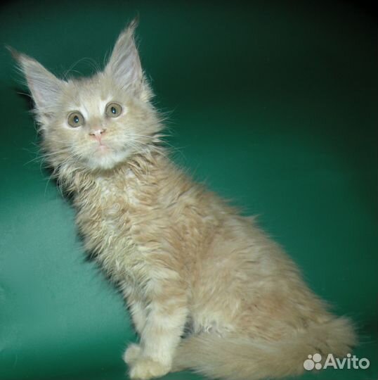 Кошка мейн кун полидакт классическая с документами