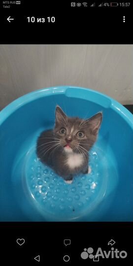 Котята в добрые руки