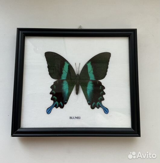 Бабочка в рамке Papilio blumei