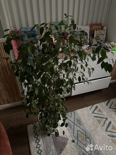 Фикус Бенджамина большой 135см
