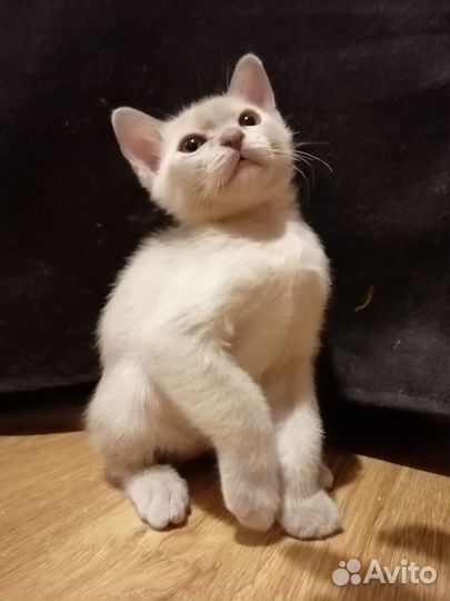 Бурманская