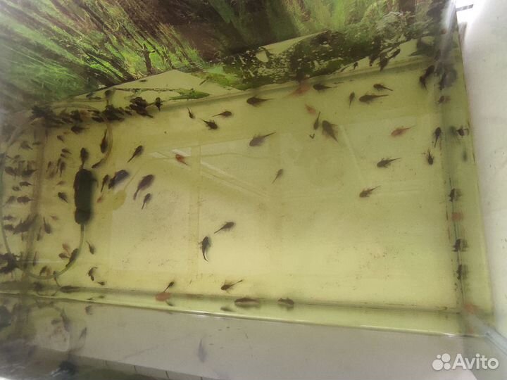 Аквариумные рыбки сомики