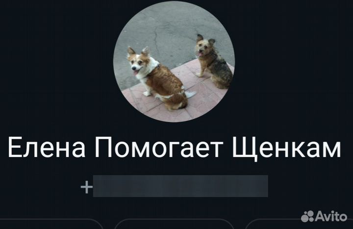 Дратхаар или похожая найдена