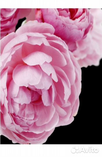 Yodeyma Dela Вода парфюмерная 15 мл