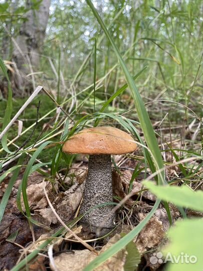 Грибы белые и подосиновики, подберезовики крепкие
