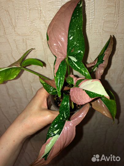 Сингониумы