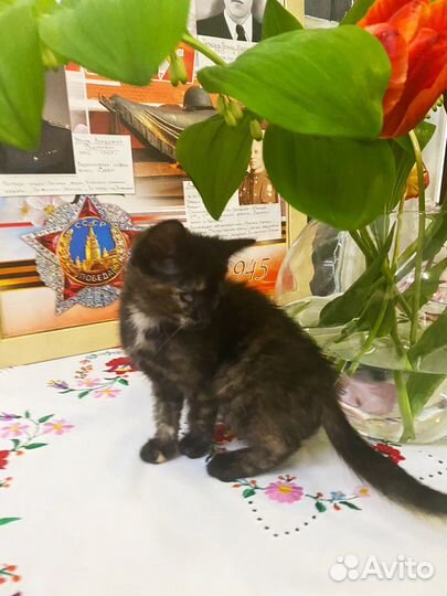 Трехцветная черепашка на счастье