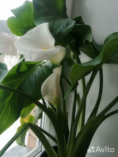 Спатифиллум