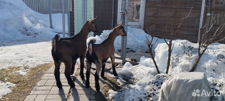 Альпийские козлята