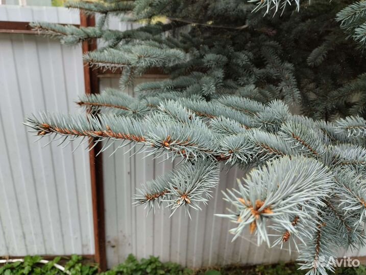 Декоративные ветки