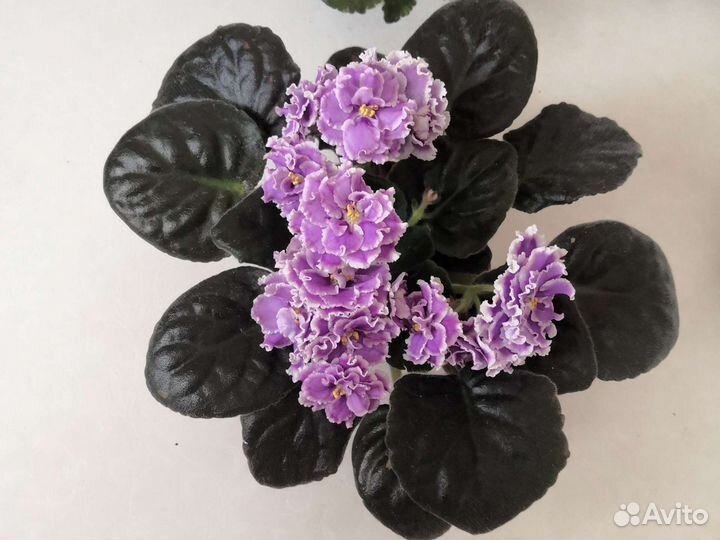 Фиалки сортовые