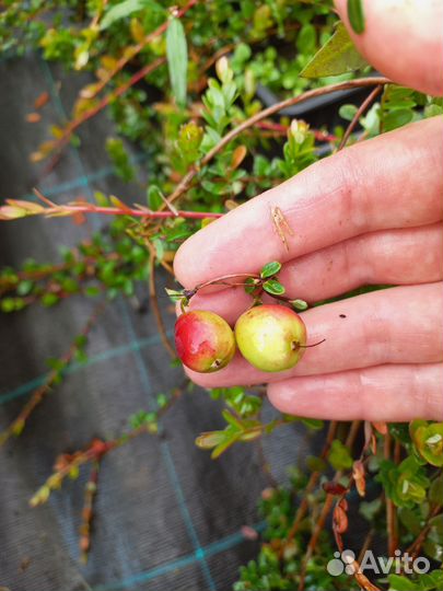 Клюква садовая Франклин