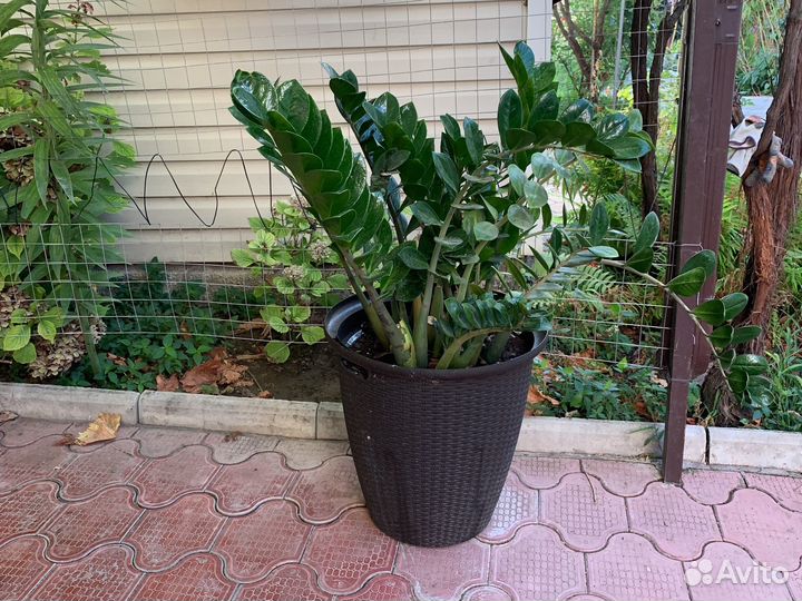 Замиокулькас