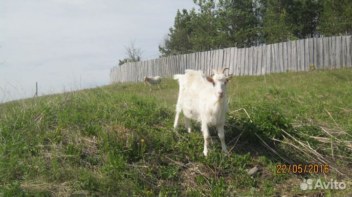 Продам козочек